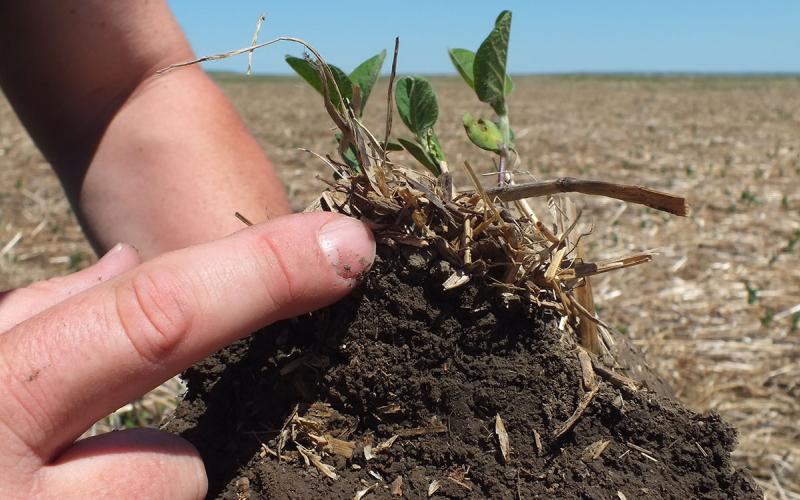 Hands holding a clump of healthy soil from a no-till field.