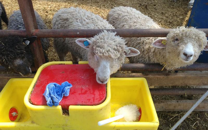 Sheep at a freshly cleaned watering station.