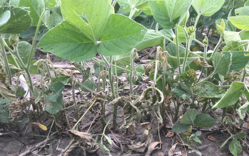 Green soybean with wilting/dying soybean within the same row.