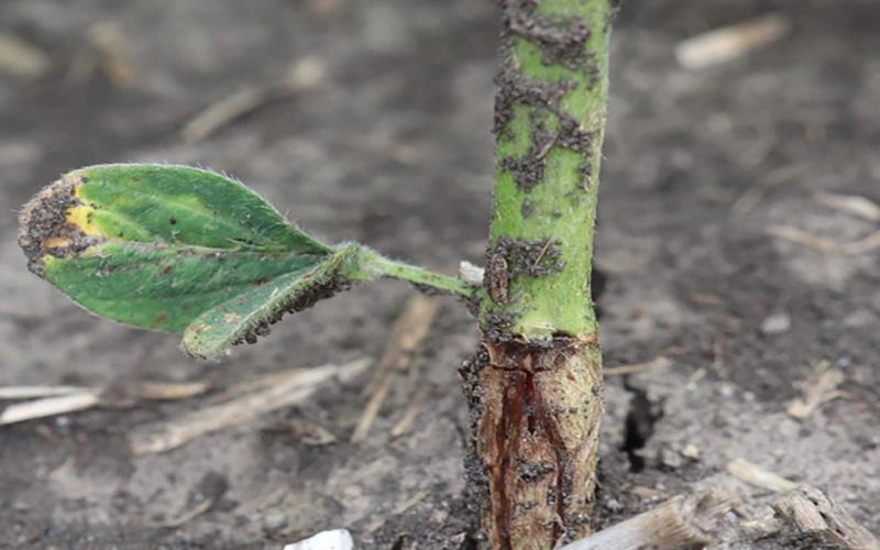 Base of soybean stem with orange larvae present under the epidermis.