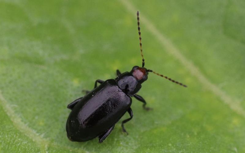 Black beetle with a red head on soybean leaf.