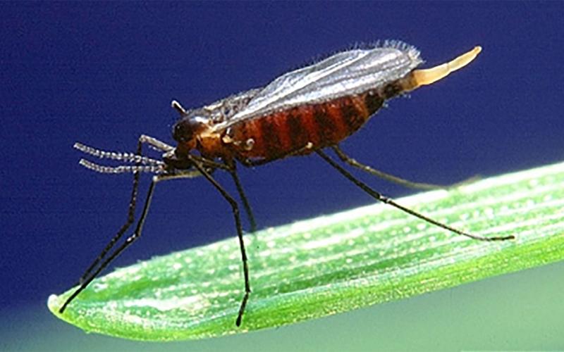 A reddish black fly with beaded antennae resting on a plant.