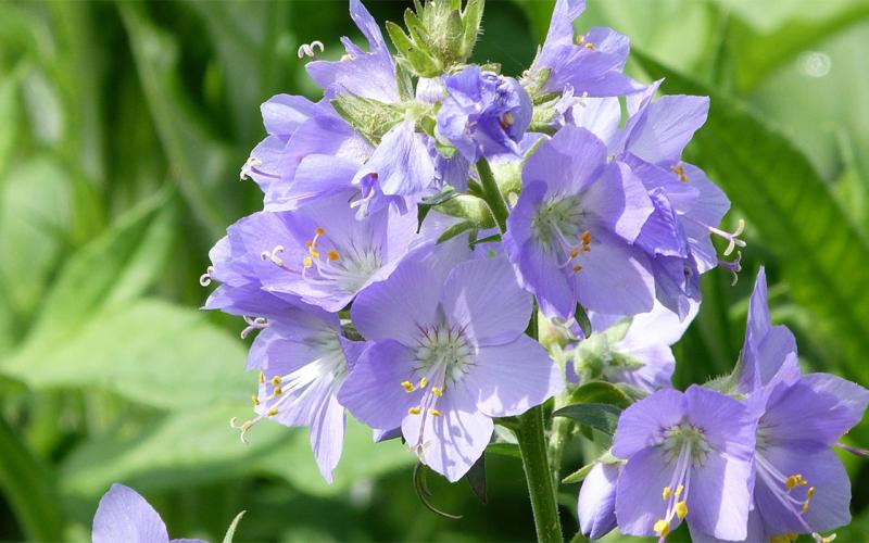 Light-purple Jacob’s Ladder flowers.