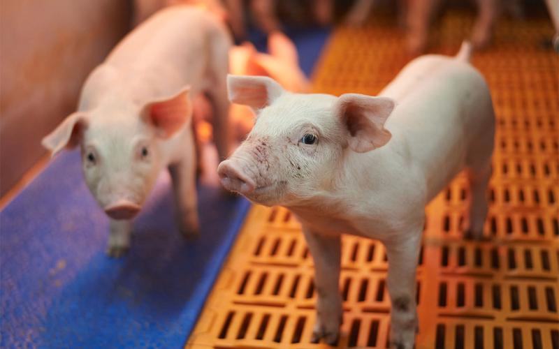 Young nursery piglets.