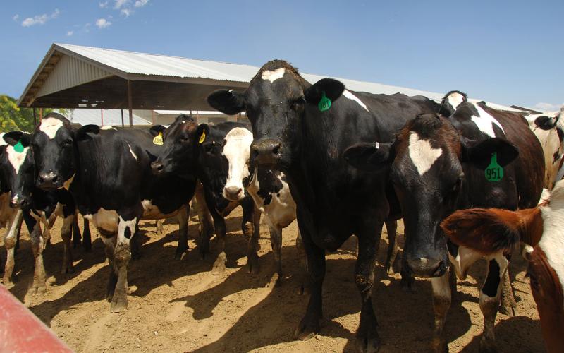 Small herd of dairy cattle in an outdoor lot.