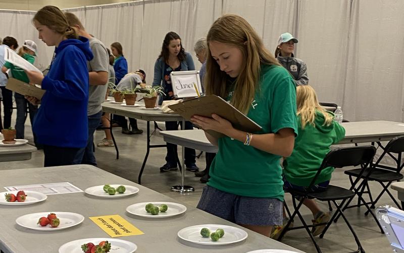 Youth judging fruits, vegetable and plants