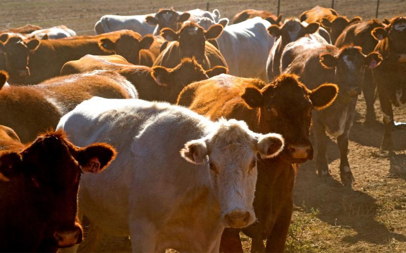Group of mixed cattle in a hot, dusty feedlot.