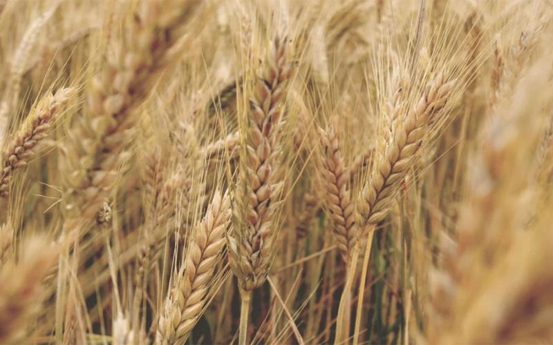 Winter wheat.