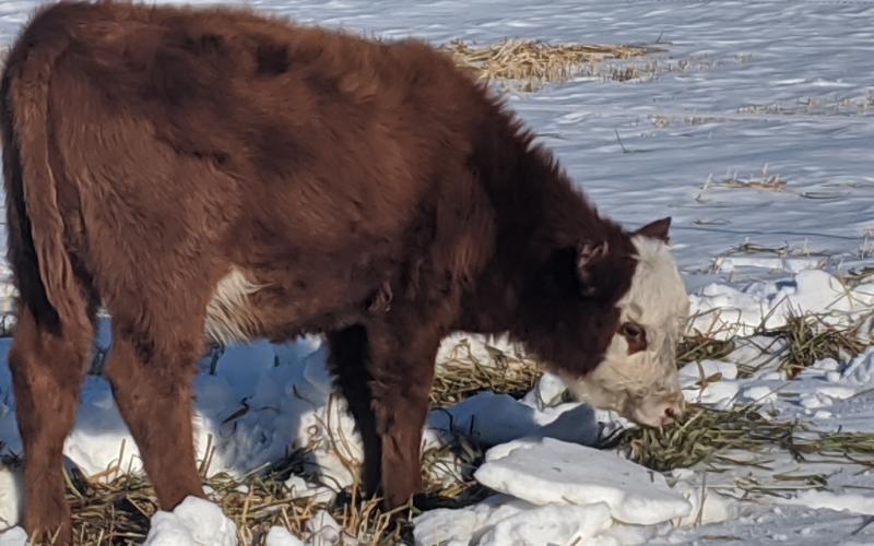 Calf grazing in snow covered pasture A reddish brown calf with a white face grazing in a snow covered pasture