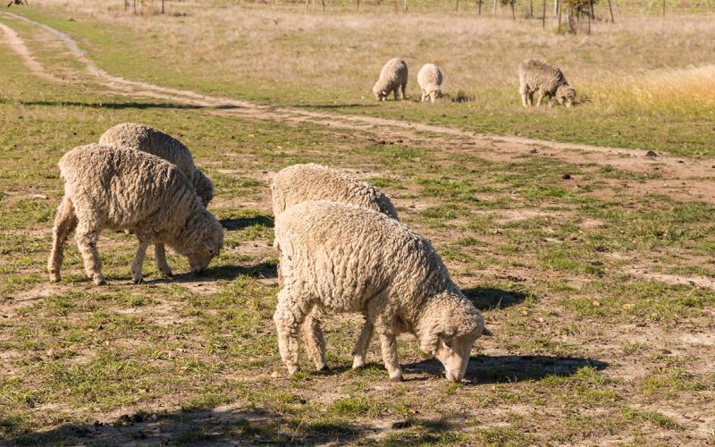 Merino sheep grazing on grassy pasture.