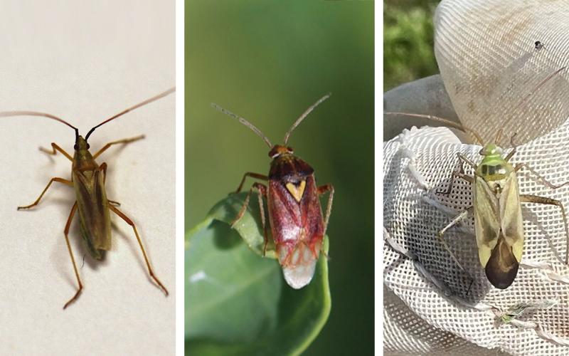 Meadow, lygus, and alfalfa plant bug adults.