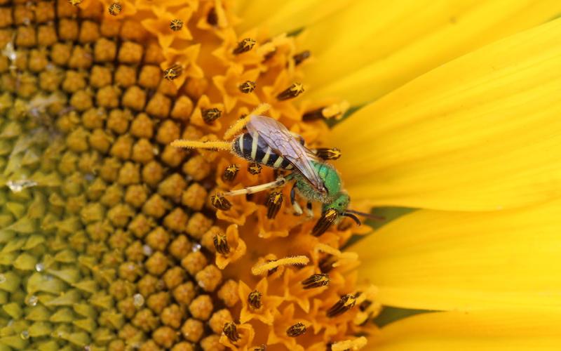 Green bee on yellow flower.