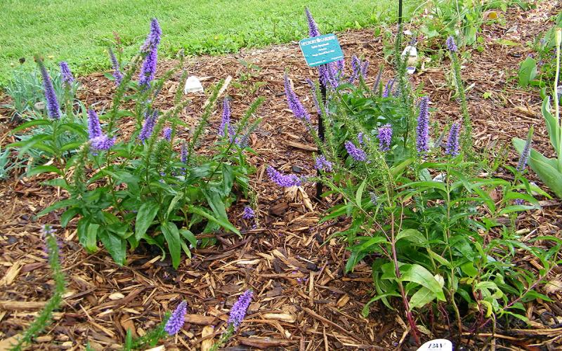 Veronica hybrid in bloom.