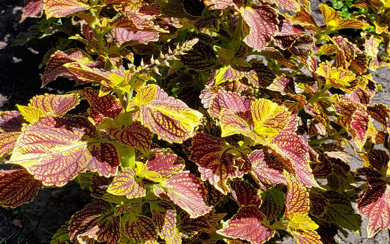 Colorful coleus growing in a garden.