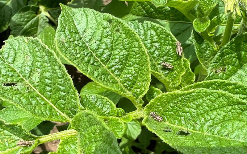 Several small, light colored grasshopper nymphs feeding on green potato plants. The leaves of the potato plants have small holes in them.