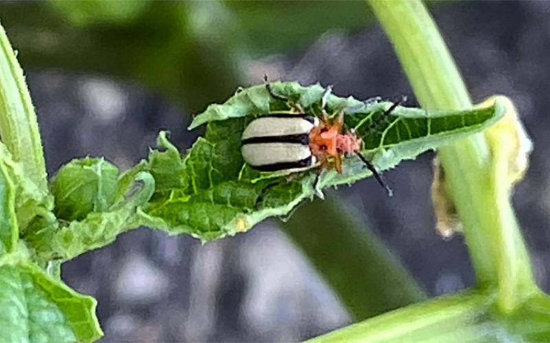 Beetle with white elytra with black stripes. Head and thorax are orange. Thorax has two black spots present on it.