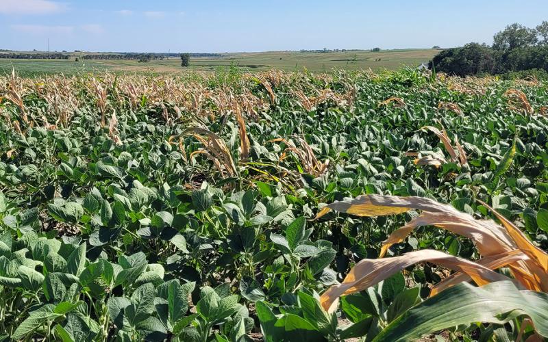 Soybean field with volunteer corn stalks growing throughout.