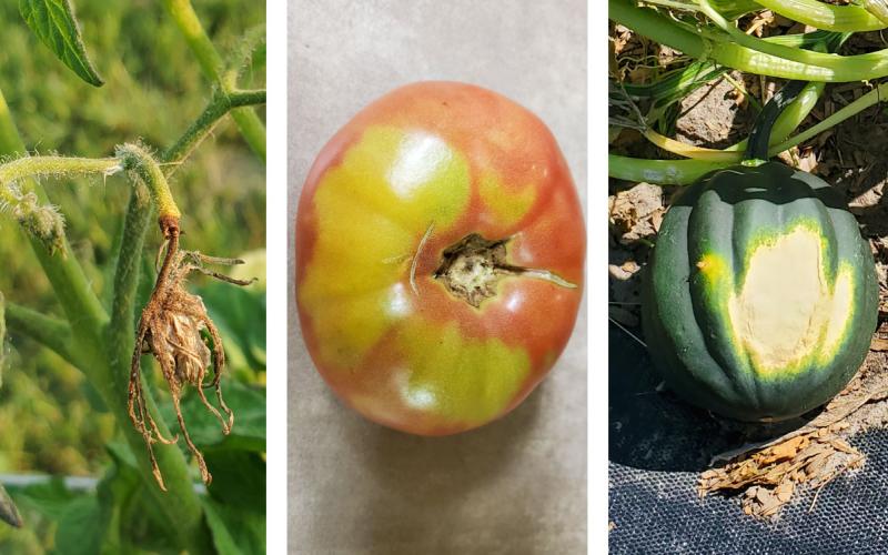 Aborted tomato flowers, yellow tomato shoulders, sunburned squash.