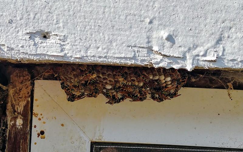 Cluster of wasps on a honeycombed surface.