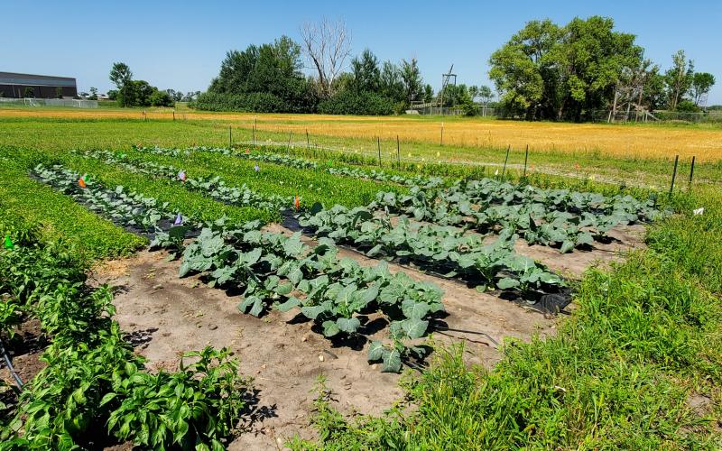 Garden at the SDSU Specialty Crop Research Field-South