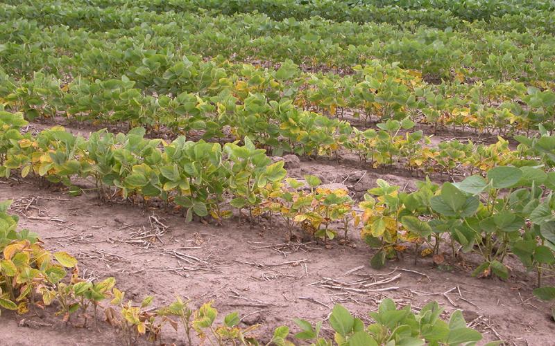 Soybean cyst nematode symptoms.