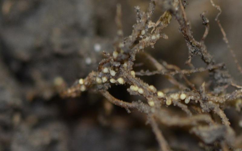 Cyst nematode on soybean plant