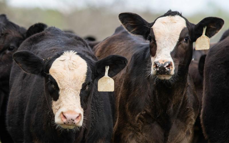 Two angus crossbred calves.