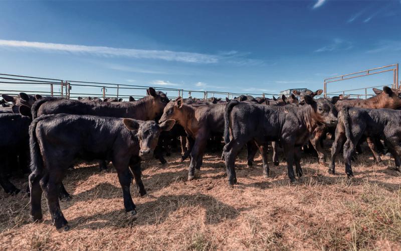 Black angus calves in a corral.