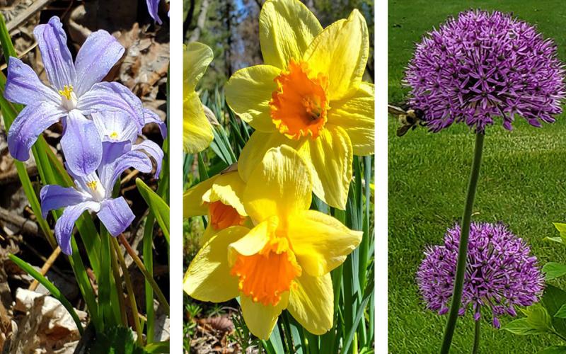 Glory of the Snow, Daffodil, and Allium blooming in three gardens.