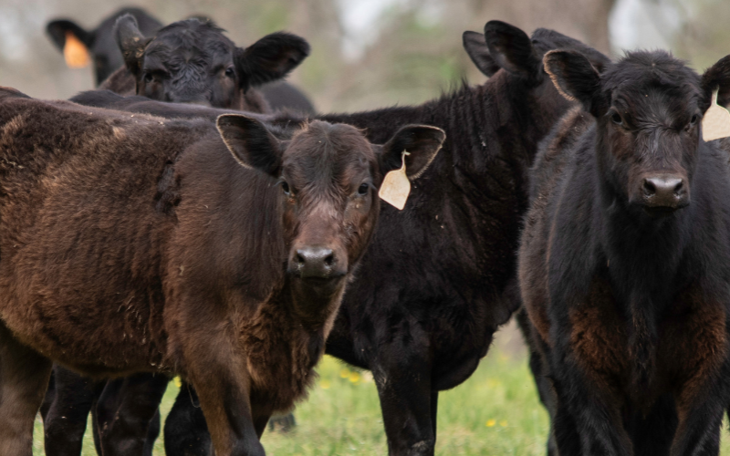 A group of weaned calves