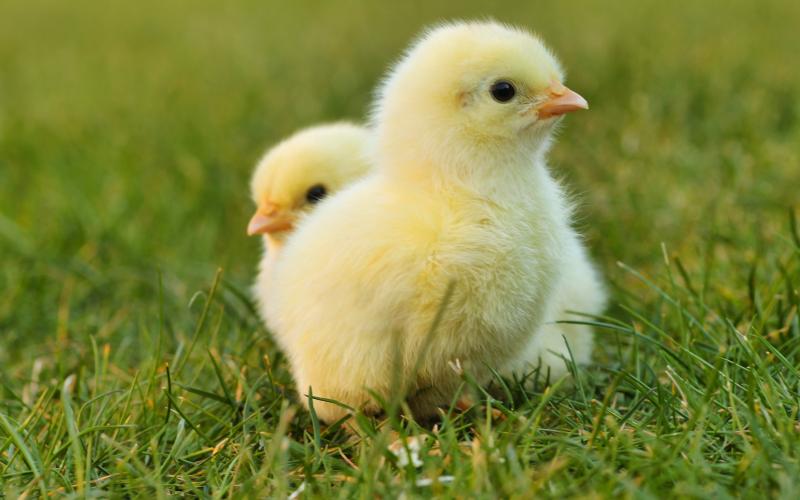 Chicks standing in the grass Two yellow chicks standing the grass