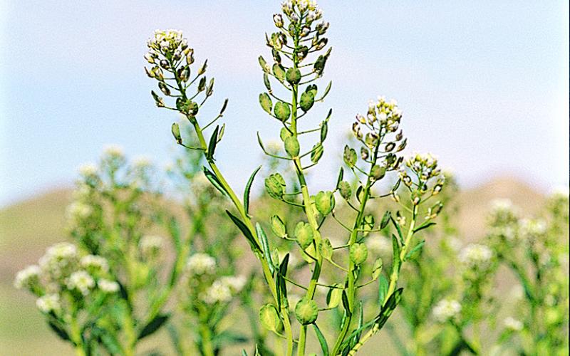 Field pennycress