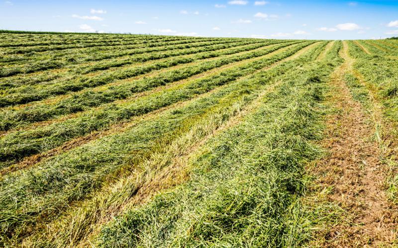 Rows of cut hay in a field ready for bailing.