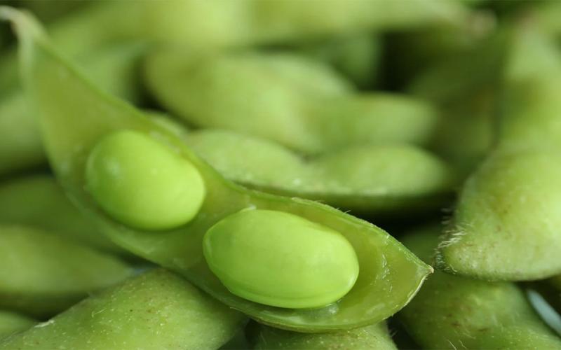 Edamame Tohya