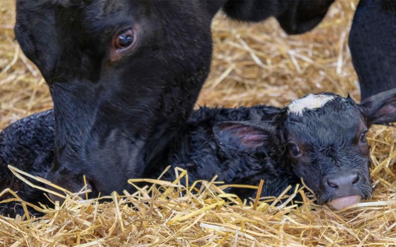 Dairy cow bonding with newborn calf.