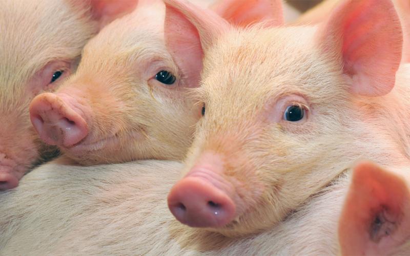 Young pigs snuggling in a pen.