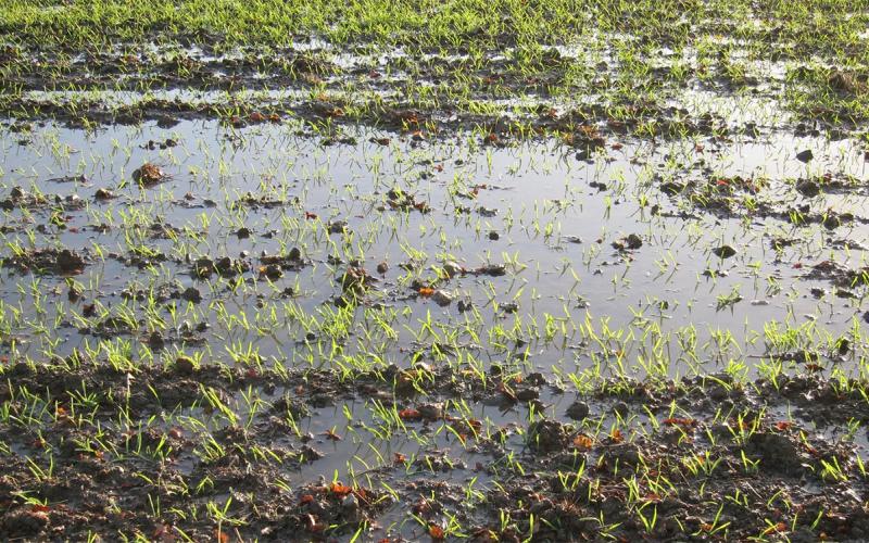 Winter wheat emerging in a flooded field.