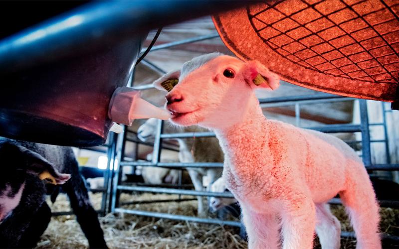 Newborn lamb feeding under a heat lamp.
