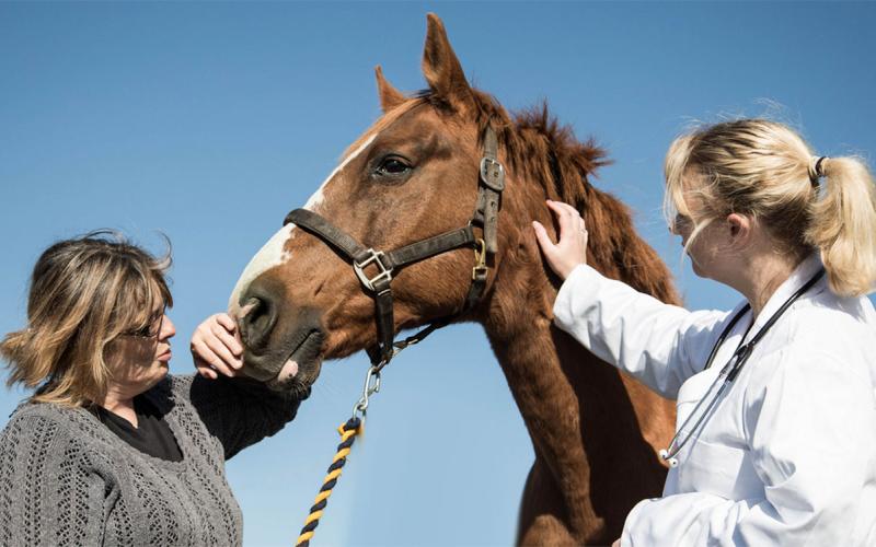 Veterinarian and horse owner inspecting a horse.