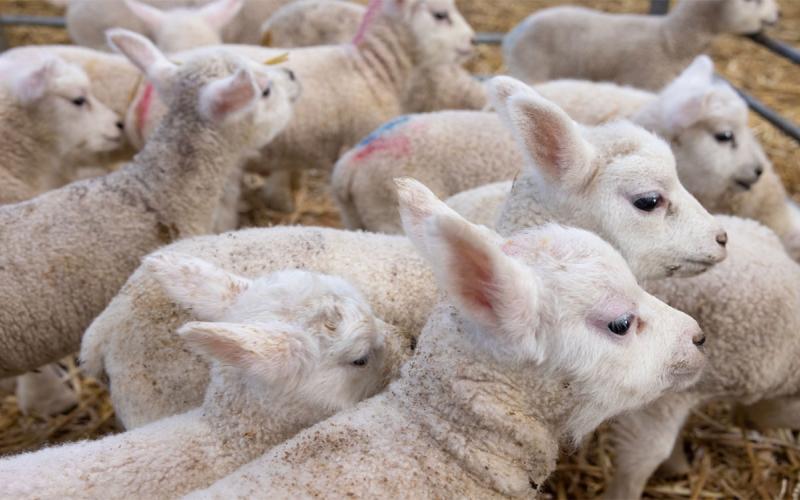 Flock of newborn lambs in a barn.