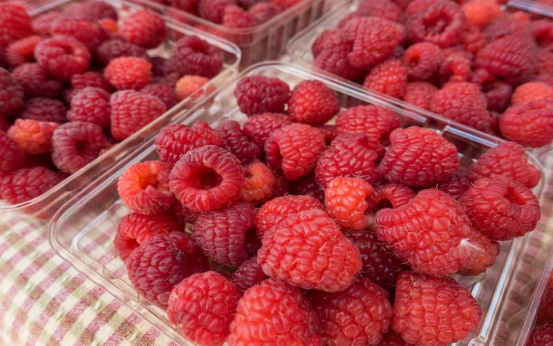 Freshly picked raspberries in shallow containers on a picnic table.