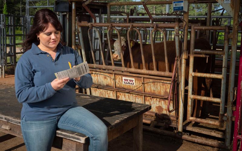 Producer analyzing and grading a cow.