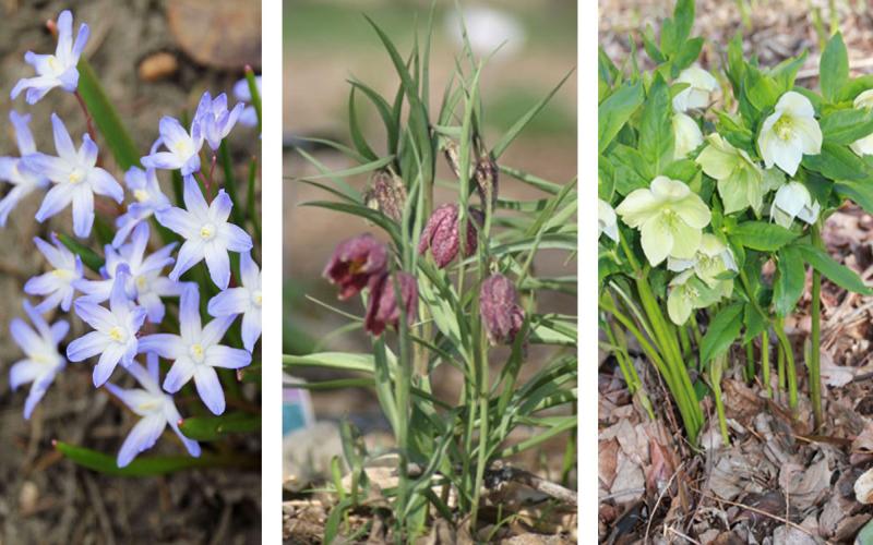 Three early spring blooming flowers: Chionodoxa, Fritillaria, and Helleborus.