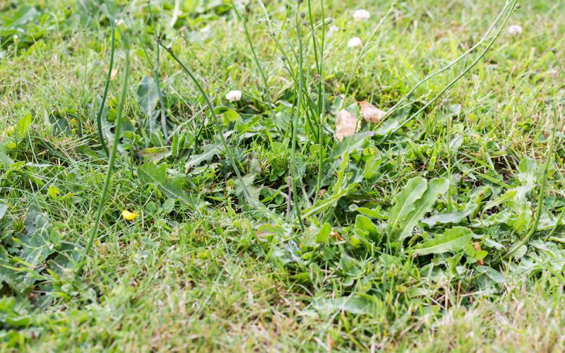 Patch of broadleaf weeds growing in a spring lawn.
