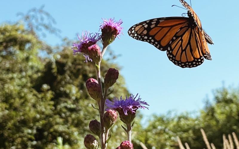 A monarch butterfly alights near a purple flower with trees, grass and a blue sky in the background