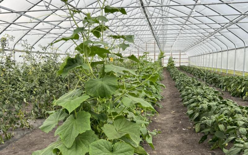 Rows of vegetable plants in a high tunnel