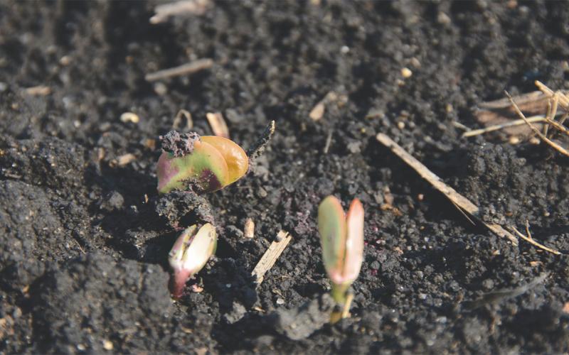 Emerging soybean seedlings with chilling injury.
