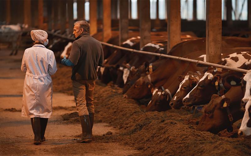 Veterinarian talking with dairy producer inside a dairy cattle barn.
