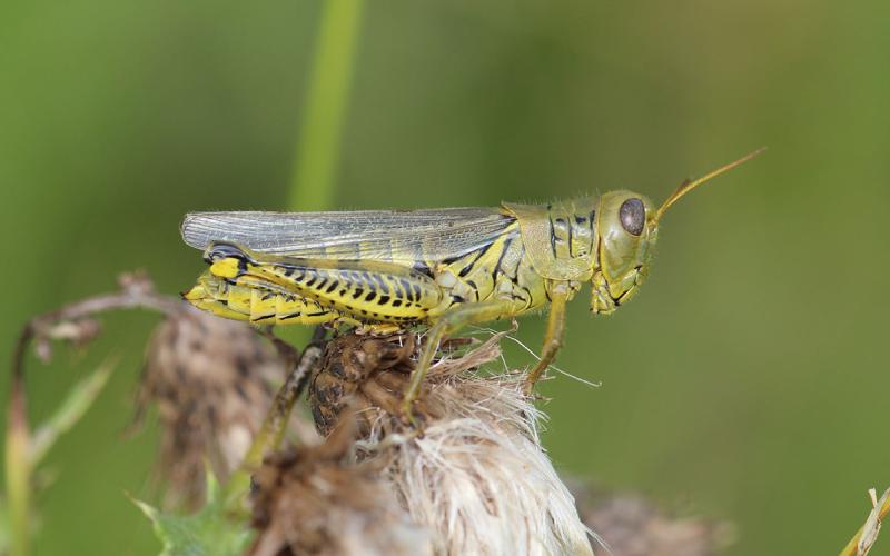 Grasshopper with red hind tibia. It’s sitting on a green grass stem.