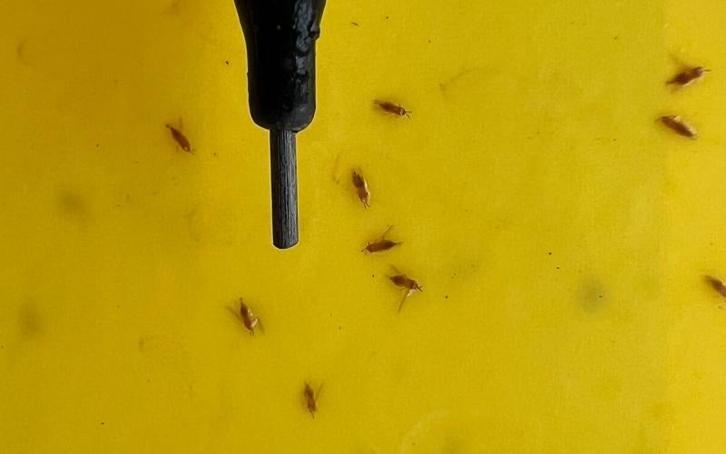 Many small, thin insects on a yellow background with a mechanical pencil tip for scale.